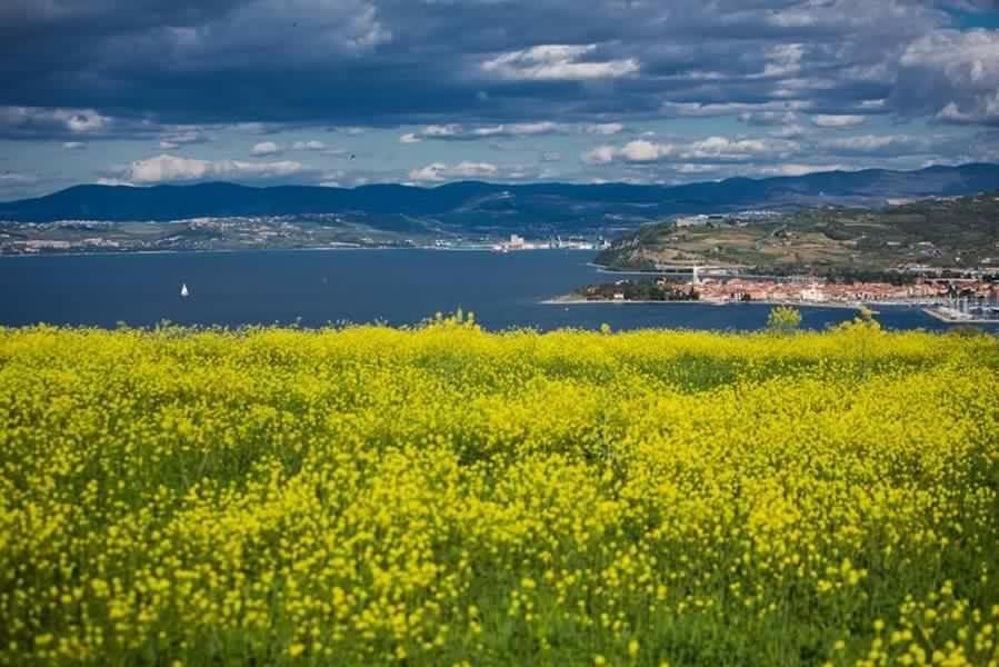 Da Andrea * Izola